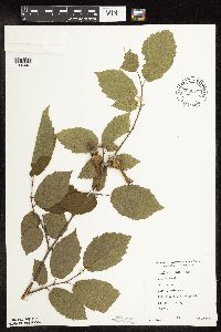 Corylus cornuta subsp. cornuta image