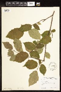 Corylus cornuta image