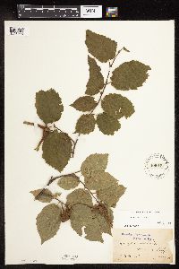 Corylus cornuta image