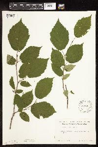 Corylus cornuta image
