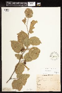 Corylus cornuta subsp. cornuta image