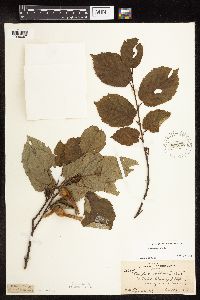 Corylus cornuta image