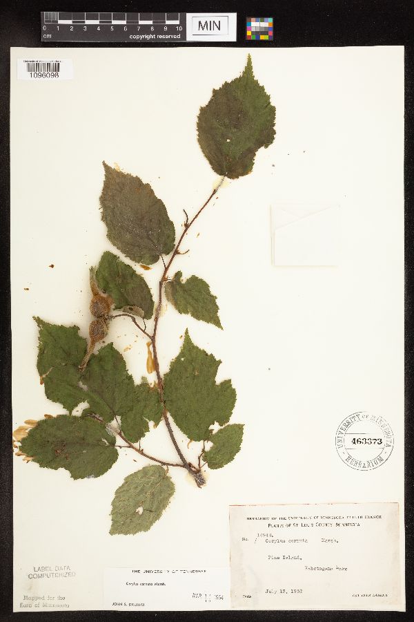 Corylus cornuta image
