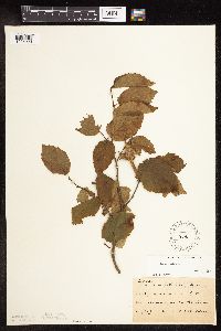 Corylus cornuta subsp. cornuta image