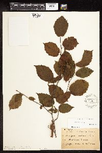Corylus cornuta image