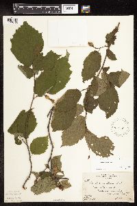 Corylus cornuta image