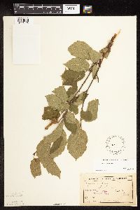 Corylus cornuta image