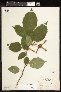 Corylus cornuta image