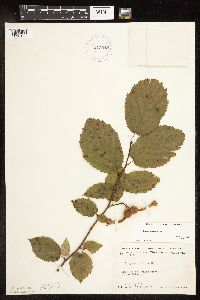 Corylus cornuta subsp. cornuta image
