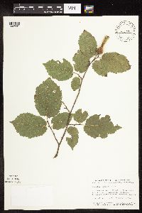 Corylus cornuta image