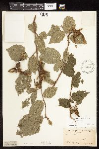 Corylus cornuta image