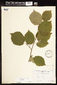 Corylus cornuta image