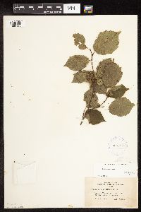 Corylus cornuta subsp. cornuta image