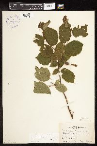 Corylus cornuta subsp. cornuta image