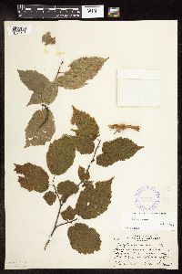 Corylus cornuta image