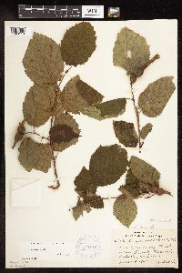 Corylus cornuta image