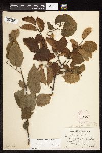 Corylus cornuta subsp. cornuta image
