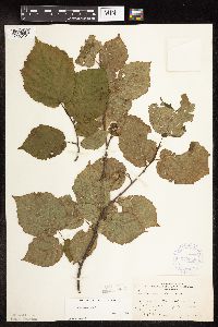 Corylus cornuta subsp. cornuta image