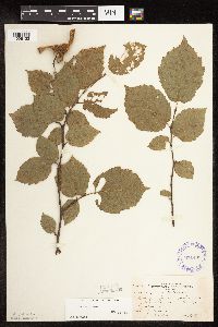 Corylus cornuta image