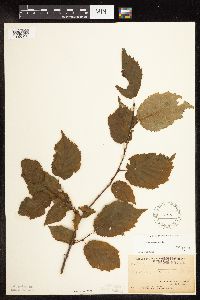 Corylus cornuta image