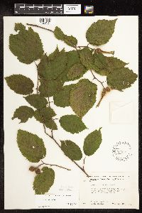 Corylus cornuta image