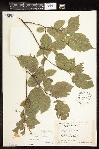 Corylus cornuta image