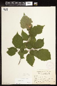 Corylus cornuta image