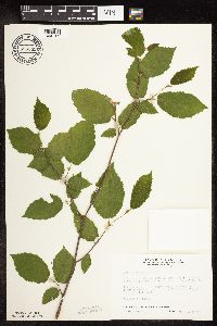 Corylus cornuta subsp. cornuta image