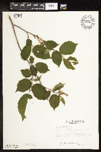 Corylus cornuta subsp. cornuta image