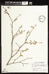 Corylus cornuta image
