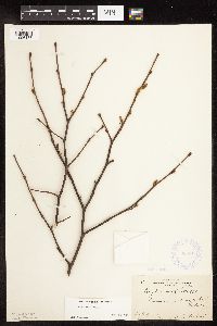 Corylus cornuta image