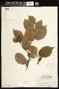Corylus cornuta subsp. cornuta image