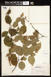 Corylus cornuta subsp. cornuta image