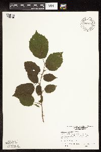Corylus cornuta subsp. cornuta image