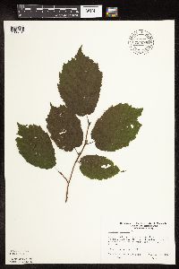 Corylus cornuta image