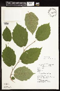 Corylus cornuta image