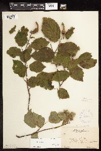 Corylus cornuta image