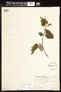 Corylus cornuta image