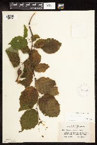 Corylus cornuta image