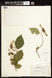Corylus cornuta subsp. cornuta image
