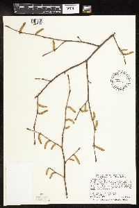 Corylus cornuta image