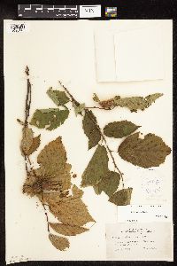 Corylus cornuta image