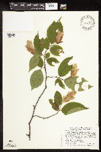 Ostrya virginiana image