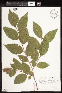Ostrya virginiana image