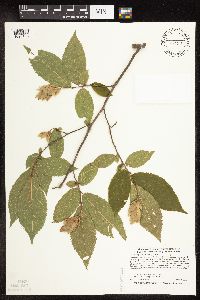 Ostrya virginiana image