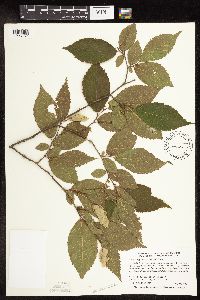 Ostrya virginiana image