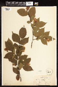 Ostrya virginiana image