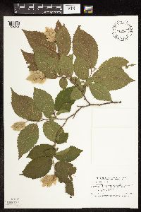 Ostrya virginiana image