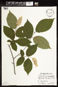 Ostrya virginiana image