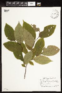 Ostrya virginiana image